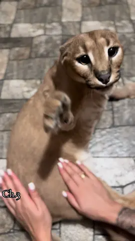 #caracal #рысь #lynx #wildcat #caracalchanel JOIN CHANNEL FRIENDS 