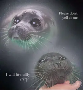 All the images belong to  #seals #silly #voiceacting #shitpost #fyp 
