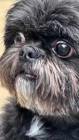animais engraçados -uma nova gangue se instala na vila 🤣🤣🤣#animaisnotiktok #cachorros #comedia #engracado #fyp 