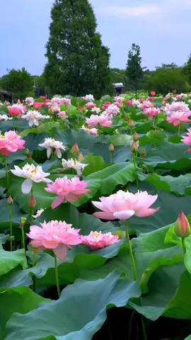 ធម៌គឺជាធម្មជាតិ #pyfツ #foryou @Chanda Mout 