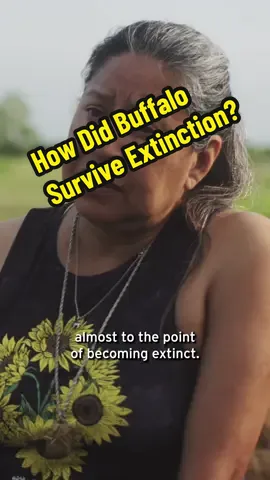 Around 500,000 buffalo are living in North America despite facing near extinction, but how did they survive? As a crucial source of food, shelter, and spiritual connection, Indigenous communities came together to protect buffalo from hunters. Today, Lucille Contreras, founder of the @texastribalbuffaloproject is at the forefront of reviving buffalo to their ancestral lands.  #buffalo #nature #tribe #history #education 
