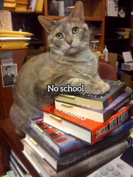 Don't go😭 #fyp #funny #meme #cat #georgieebom 