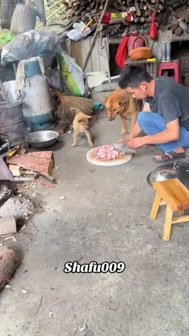 #粉丝一千万#dog#funny#foryou#fyp 