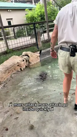 You asked for the original sound…😅 Don’t tell Keeper Sierra. #mars #babyhippo #pygmyhippo #animalencounters #Kansas
