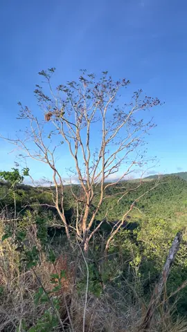 🌬️🍃#nature #foryou #foryoupage #zyxcba #fyppppppppppppppppppppppp 