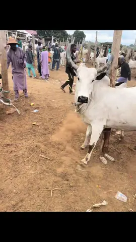 Action time. Some of the dangers of this work. #fulani #cows #cattle #farm #crazycow 