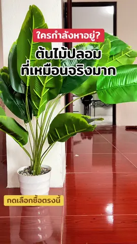 🌱 “วางตรงไหนก็เขียว ไม่มีวันเฉา 🌟” #แต่งบ้านง่ายๆ #ของแต่งบ้าน #ปลูกใจไม่ปลูกจริง 