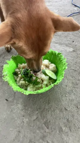 Tình hình là thau ghiền của Lô sắp nghỉ hưu rồi ạ #nhacobaconcho #pet #boss #xuhuong #viral 