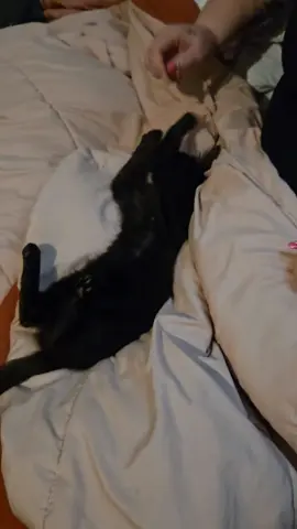 #cats #kittens #kittensoftiktok #catsoftiktok #catslovers 