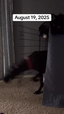 Want to watch me roll up doors and battle my inner flatbedding demons?? Same. Here’s 6 minutes of a tribal calf tat wandering around. #daycab #reeferboi 