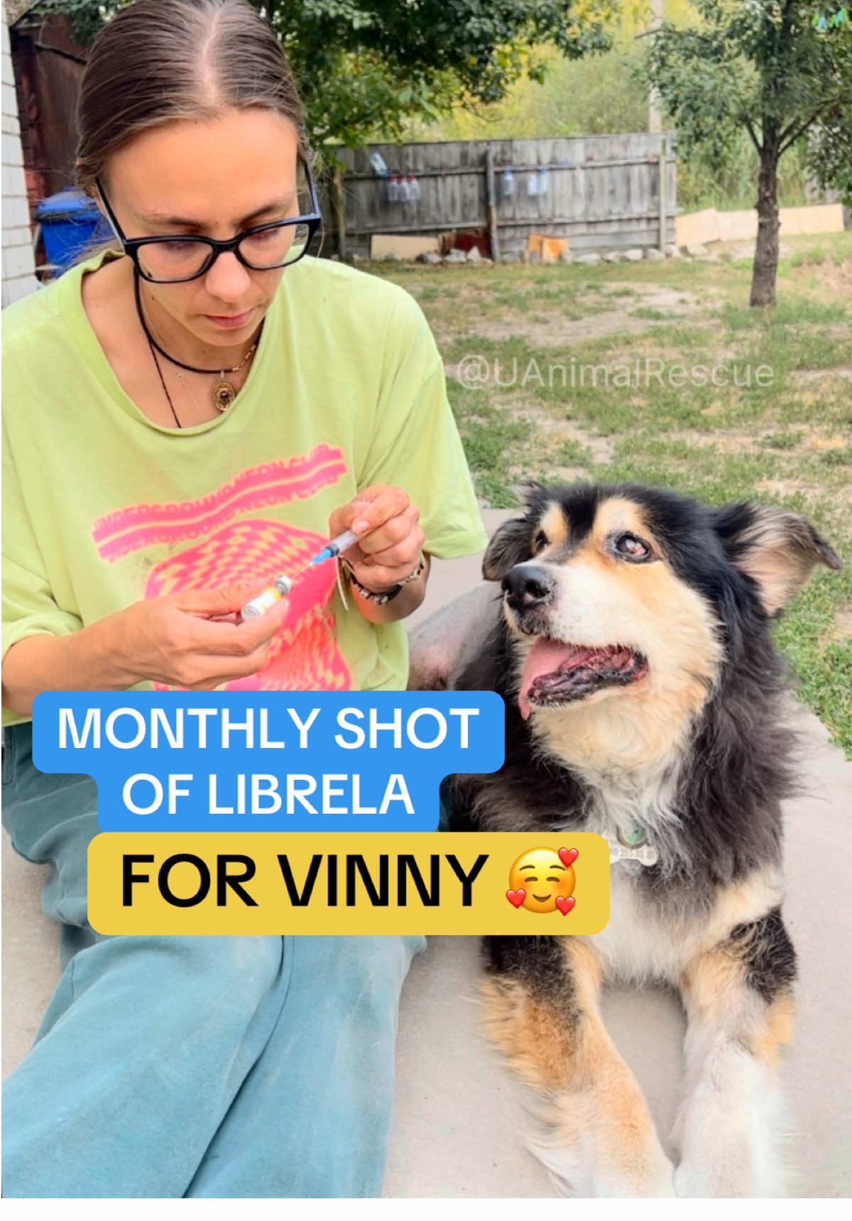 Monthly shot of Librela for Vinny! 🥰 It helps him a lot: to move more, to be more active! #dog #rescuedog #librela #animalrescue #dogsoftiktok 
