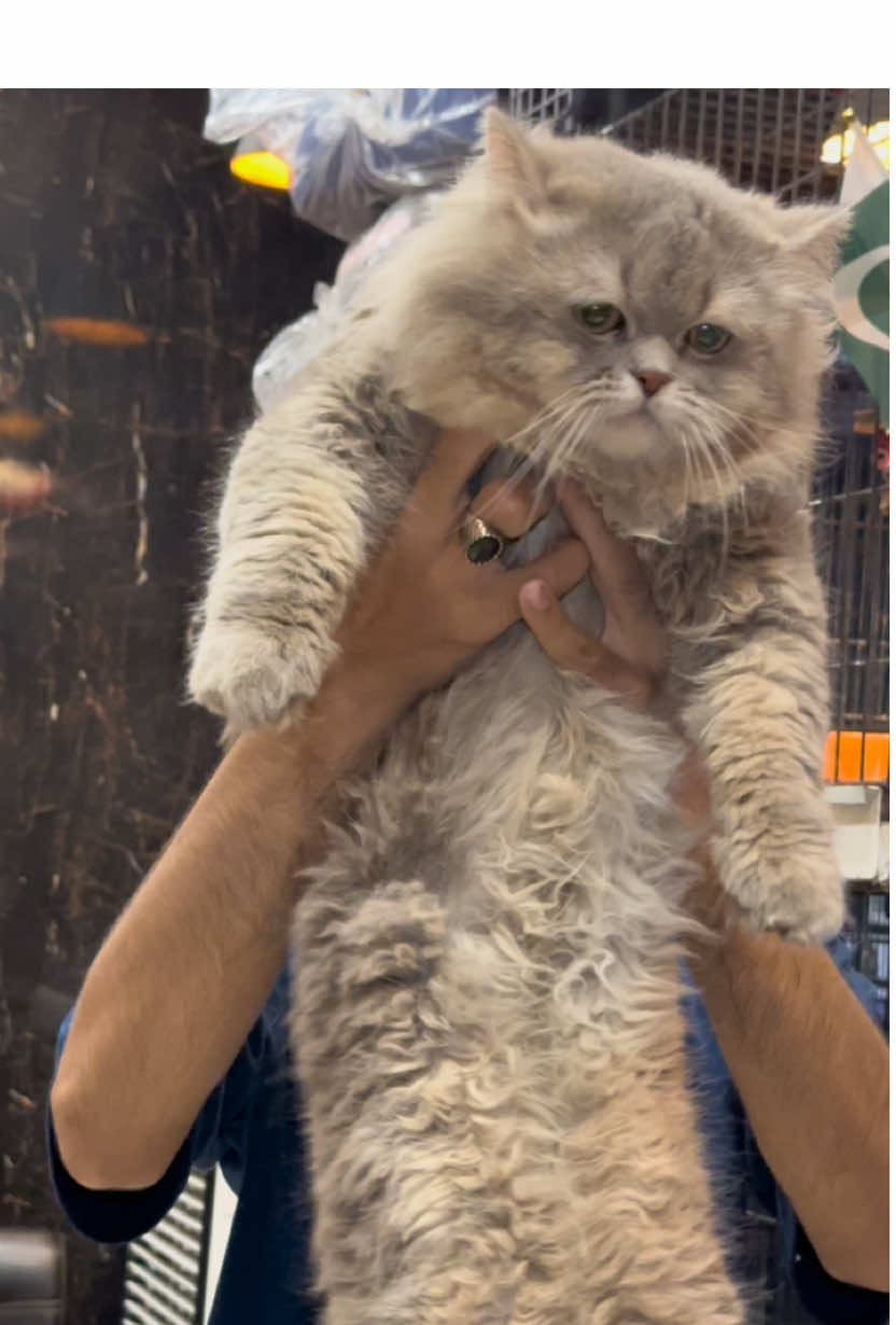 Ash white gray colour bahlu cat available at sulemanpets.live🫀#tolliotonmarket #modletownpetsmarket #kittenlovers 