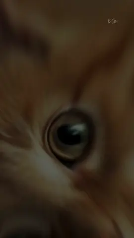 😻😻😻