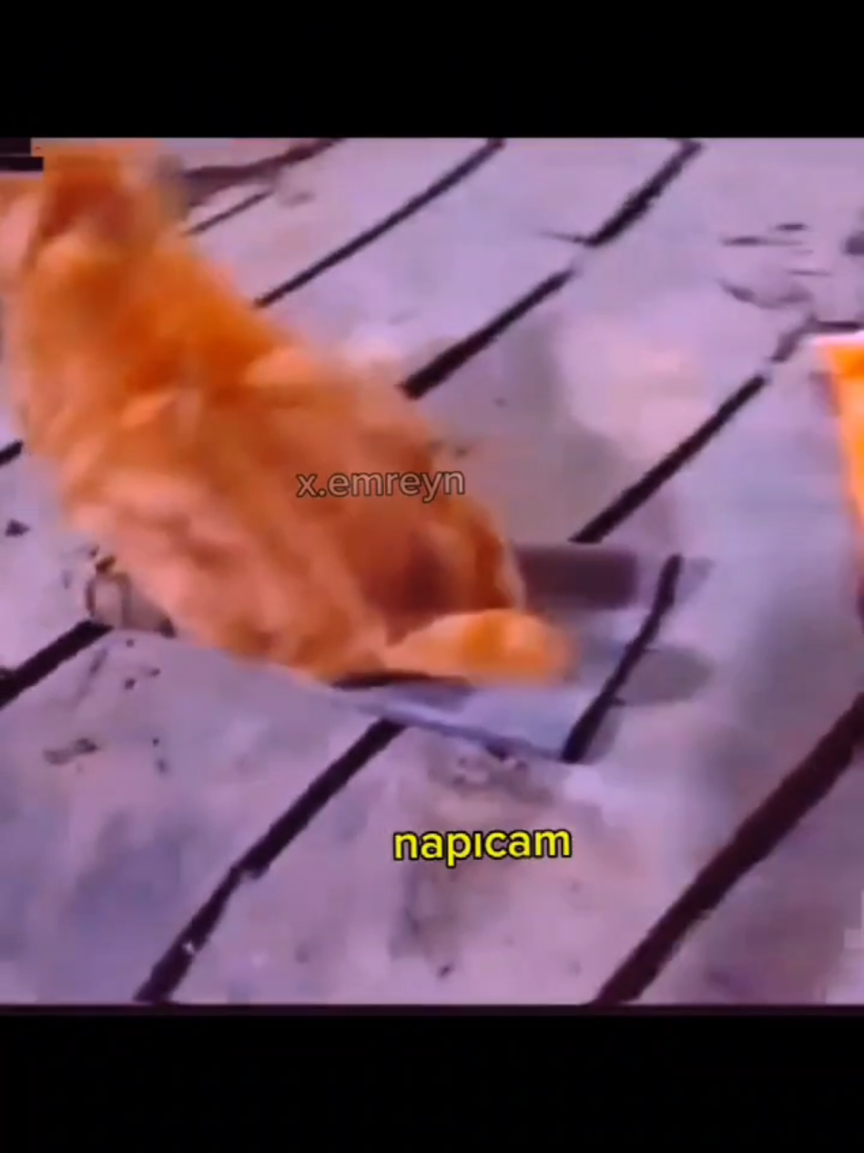 bittiyo bittiyo acele et AGJSGAKSHSG #memes #fypage #seslendirme #komik #dublaj 
