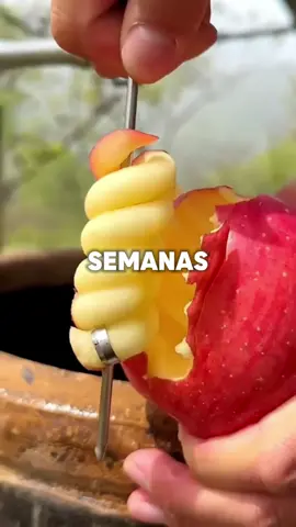 Esto es lo que le pasaría a un humano si come manzanas 🍎 todos los días durante 2 semanas 😱 #manzana #comidasaludable #salud #consejosdesalud #humanos 