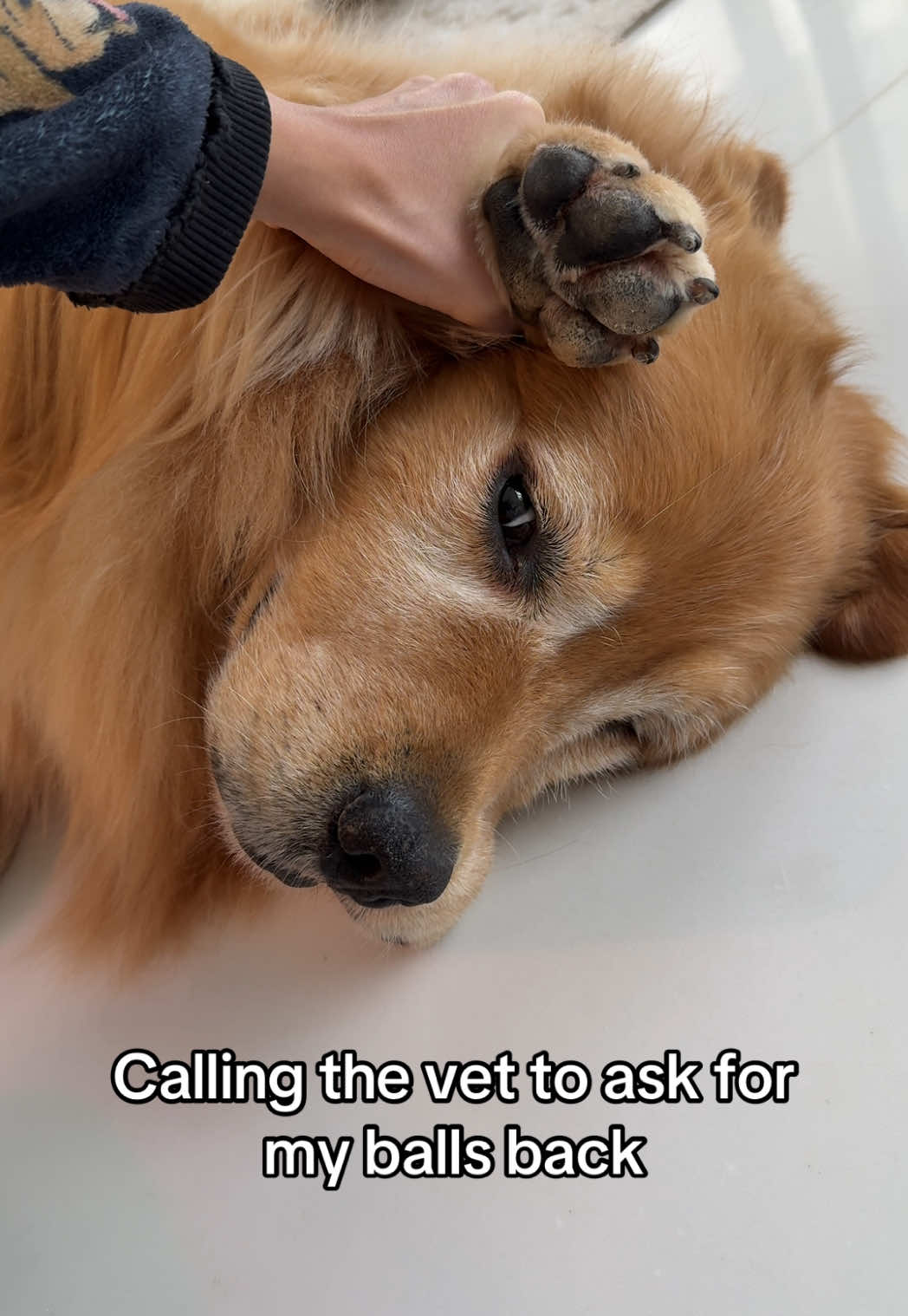 He better do me a refund 🎾🎾 #dog #fyp #funnyvideos #dogs #dogsofttiktok 