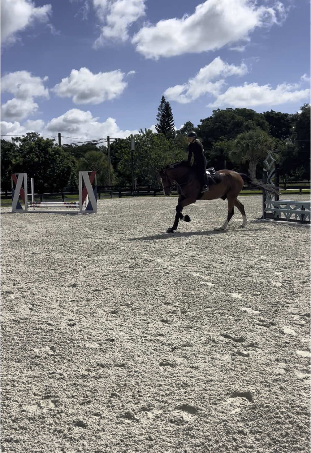 BIG boy, little jumps. 18 hands of 100% equitation horse #forsale 