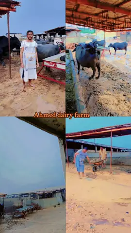 Karachi mein Barish.,...... Ahmed dairy farm ❤️#fyp #foryoupage #videoviral #❤️❤️❤️❤️❤️❤️❤️ 