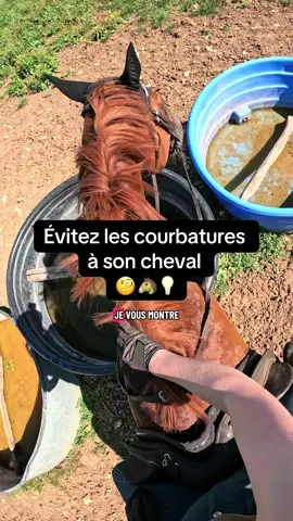 Évitez les courbatures à son cheval après un effort, comment je m’y prend 🙌🏻🐴 #cheval #equitation #cavaliereproprietaire #cavalier #soincheval 