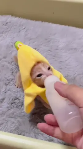 banana milk 🍌 #kitten #baby #cat #cute #fypシ 