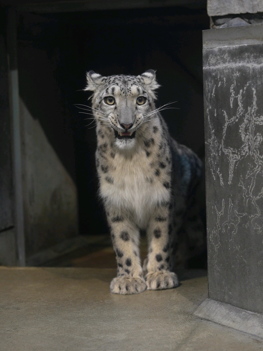 ヒメの出勤まったりver.☺️ ⁡ ⁡#いしかわ動物園⁡ ⁡ #ユキヒョウ ⁡ ⁡ #ヒメル 