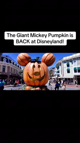 It’s official—spooky season has arrived at Disneyland! The giant Mickey pumpkin has returned to Main Street, and the Halloween magic is in full swing 🎃👻✨ #Disneyland #MickeyPumpkin #HalloweenTime #DisneyMagic #DisneyHalloween