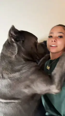 Very clingy #canecorso #fypシ゚viral #fypシ゚viral 