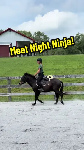 Night Ninja is now available for adoption! Inquire today by submitting a horse interest form at DEFHR.org 🐴 #rescuehorses #adoptable #adoptme #hinny #adoptdontshop 
