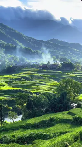 Tháng 7 đến tháng 8 hàng năm, những tia nắng mùa hạ chiếu rọi khắp núi rừng Sa Pa, cũng là lúc những cánh đồng ruộng bậc thang khoác lên màu xanh rì tươi mới, lúa phủ khắp sườn đồi, tràn xuống thung lũng, bao quanh các bản làng, lúa ôm lấy dòng suối Mường Hoa thơ mộng. #sapa #fyp #binhyen #traveltiktok #travel  