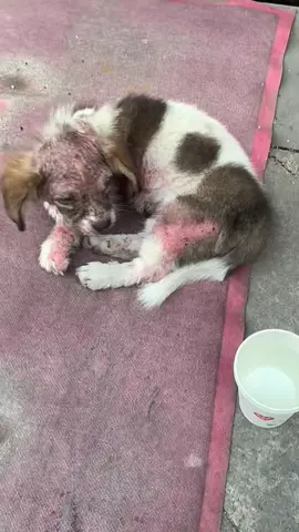 #dog #dogsoftiktok #doglover #dogvideos 