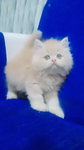 #catlover 