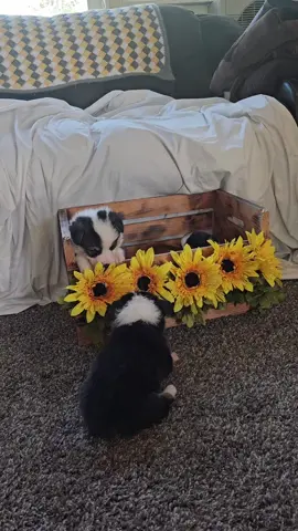 They are really starting to play now and it's so fun to watch! #littleshitranch #corgisoftiktok #allieandthesploots 