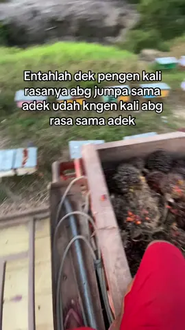 kapan kita jumpa dek.#lewatberandafyp #sawitontiktok #petanisawit🌴 