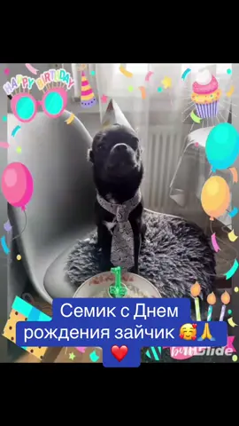 #питомникчихуахуа #рекомендации❤️❤️❤️ #миничихуахуа🐕 #chihuahua 
