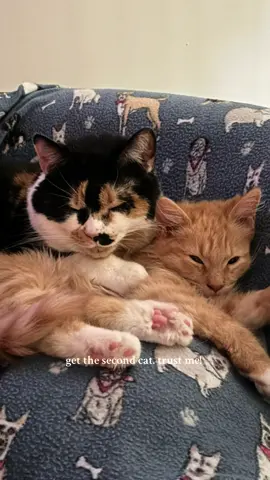 besties #cats #catsoftiktok #calicocat #orangecat #foryou 