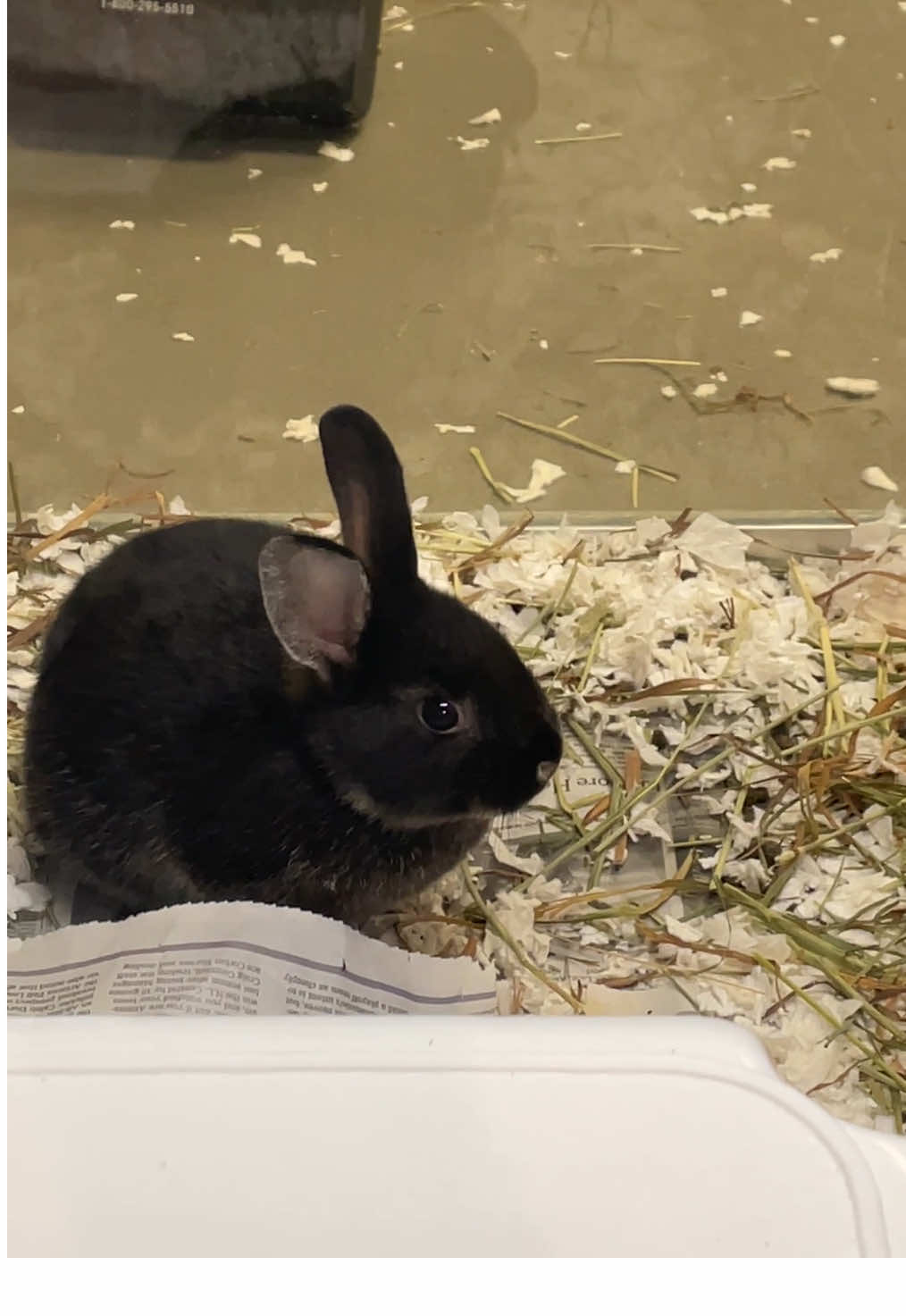 We have bunnies looking for fosters or foster to adopt homes! 🏠 🐰 #dallas #dfw #fosterme #fosteringsaveslives #adoptdontshop 