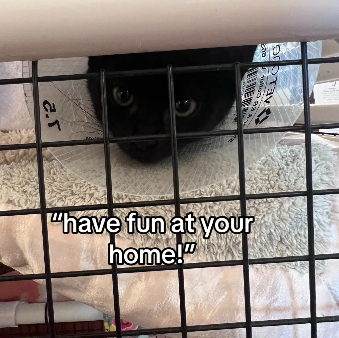 #fyp #real #relatable #cat #catsoftiktok 