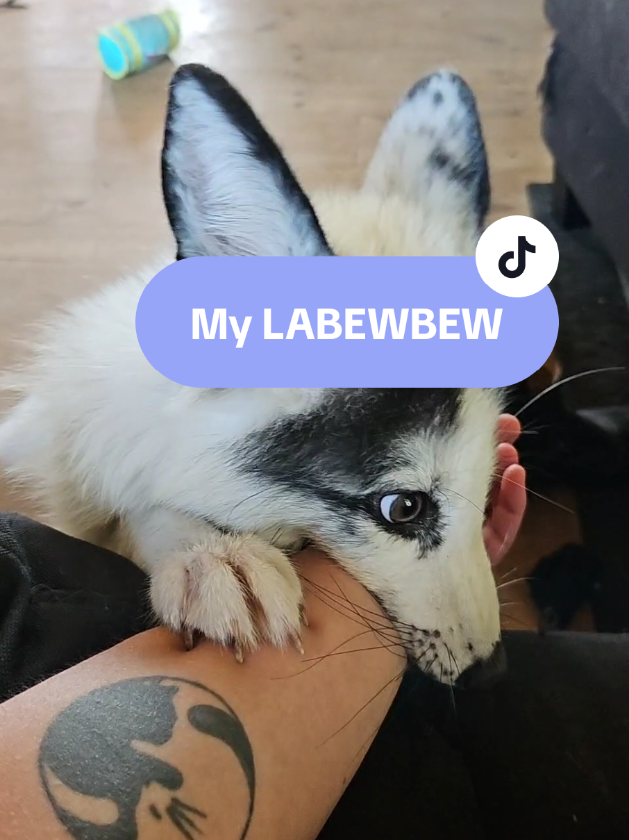 My labubu is a lil more spicy than the regular labubus 🌶️💅 #animalsoftiktok #animallover #foxcore #labubu 