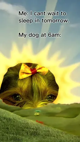 Every time ☀️ 😴 #tiktokyorkies #foryoupage #yorkies #fyp #puppies 