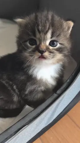 🥰#cat #catbaby #catlover #kitten 