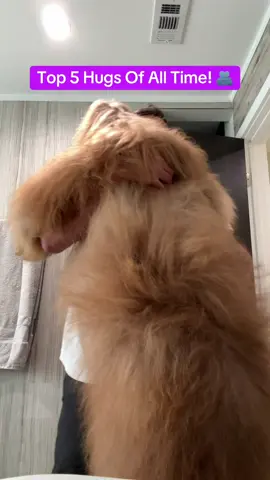 Some of Brodie’s best hugs. At this point he’s hugged thousands of people, so it’s really hard to choose just 5! 🐻🫂 #goldendoodle #reactions #doglove 