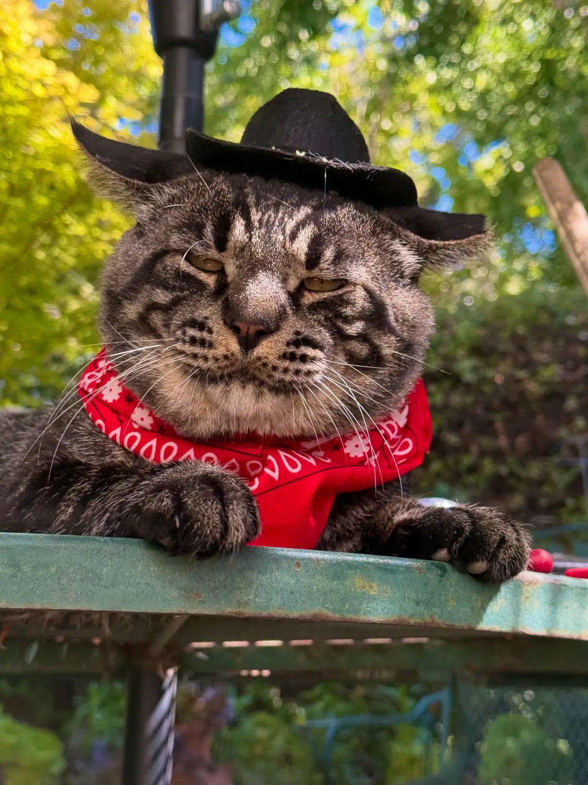🐾🤠 Well howdy, folks! It’s me, Sheriff Dalton, the TNR Sheriff! 🤠🐾 I reckon it’s time to round up some feral friends and give ‘em a helping paw! With my trusty hat and bandana, I’m on a mission to keep this here town safe and sound. 🐱💼 We’re talkin’ ‘bout TNR—Trap-Neuter-Return! Ain’t no better way to help our furry pals find their way to a better life. Each cat deserves a chance at a warm place to lay their head! ❤️🏡 So saddle up, partners! Let’s make our community a kinder place for all critters! Join me in spreadin’ the word ‘bout this here important cause!  #cats #TNR #FeralCats #CatRescue #WesternStyle            Y’all come back now, ya hear? 🐾🤠💖