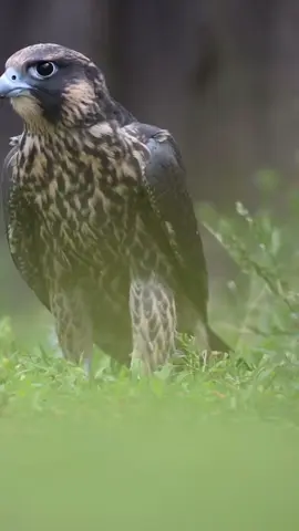 #اكسبلور #explore #لايكات #شاهين #peregrine 