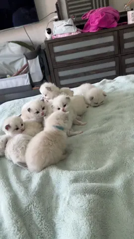 So many cotton balls together 