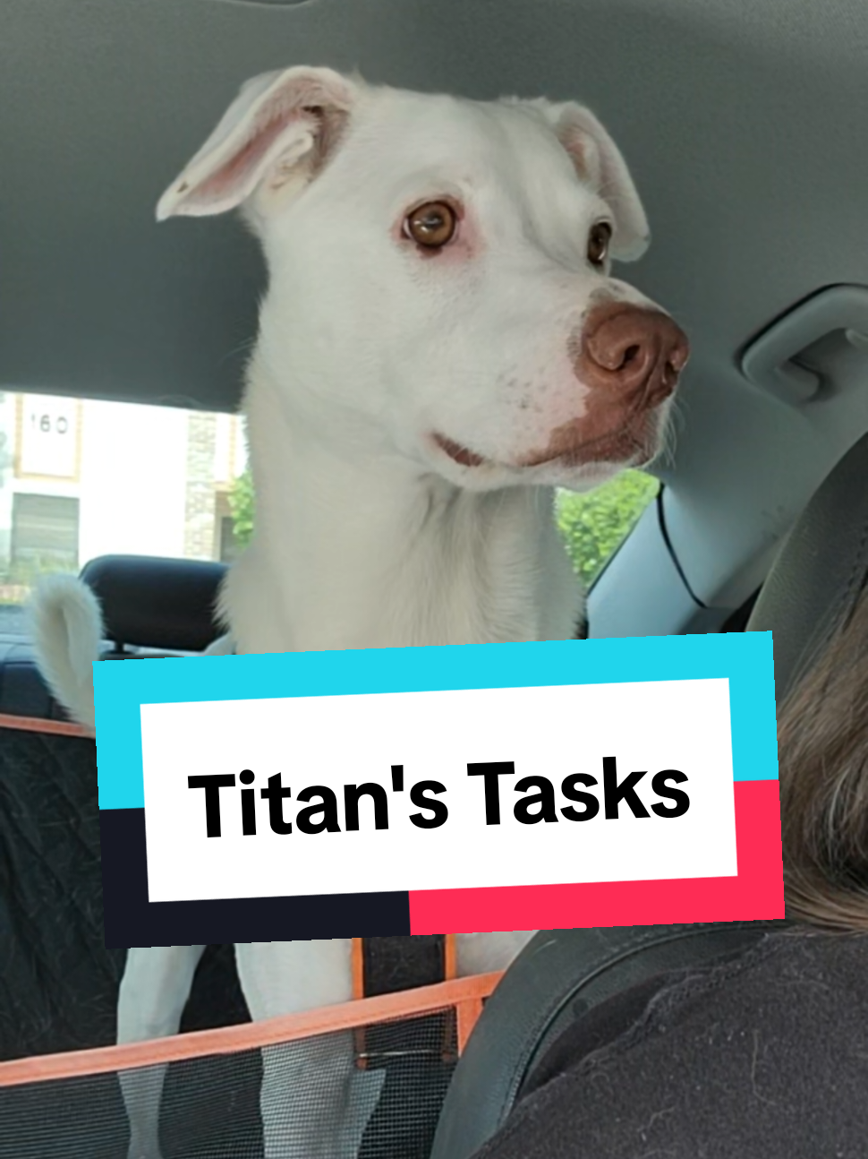 Let someone tell me service dogs dont love their jobs 🤣 #servicedog #dogsoftiktok #dogs #DogTraining #dogtrainer 