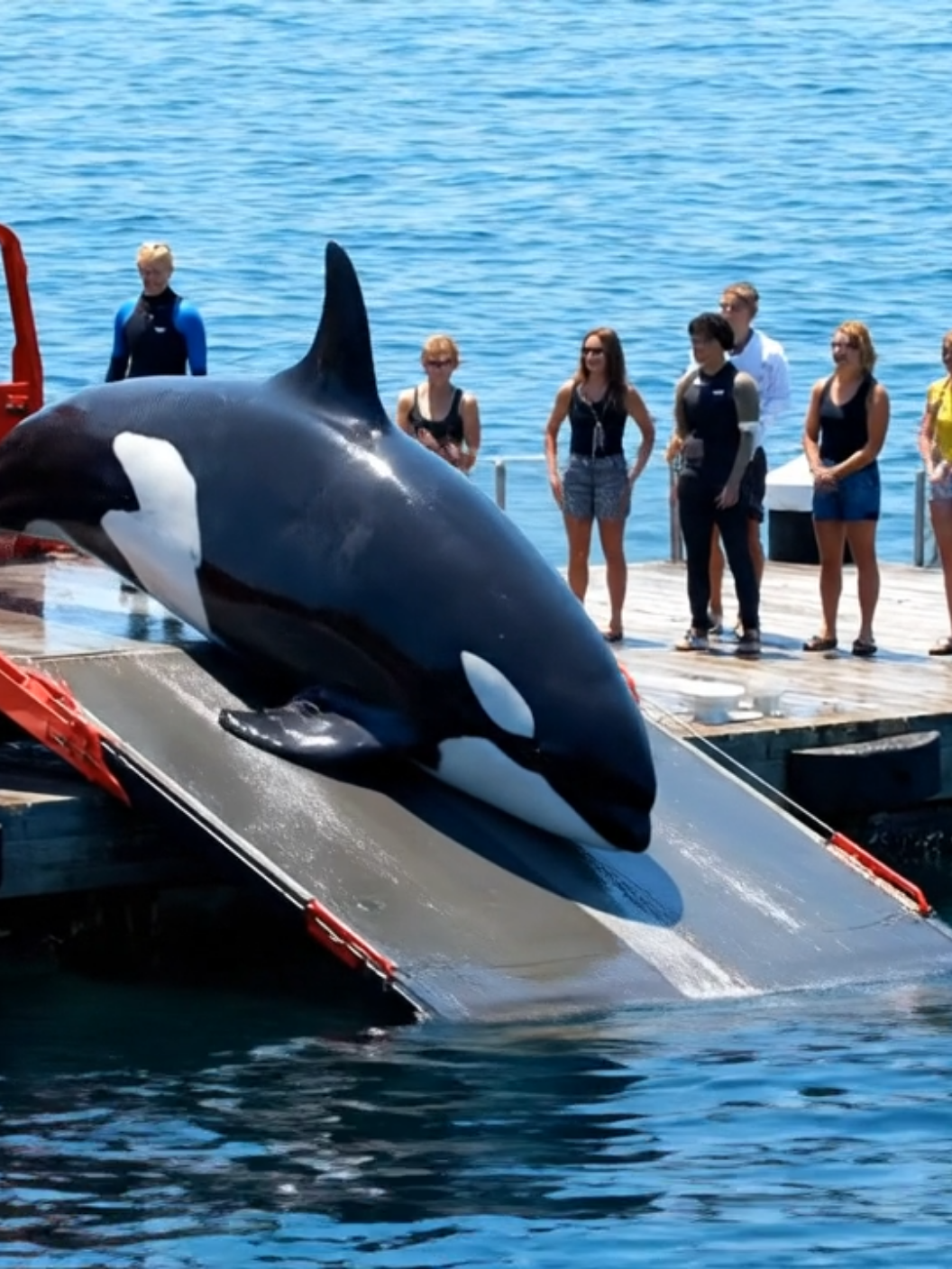 #orcaincident #foryoupage #trending #jessicaredcliffeorca #dolphinincident 
