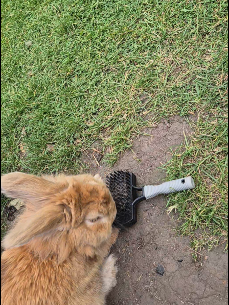 he makes me laugh🤣❤️ #rabbitsoftiktok #funnybunny #fyp 
