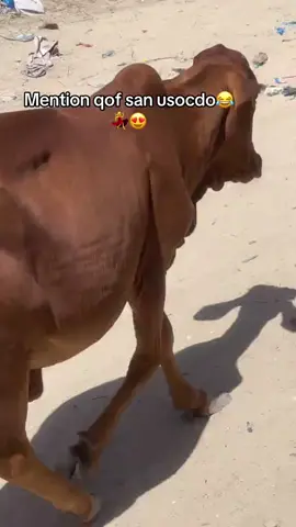 😂