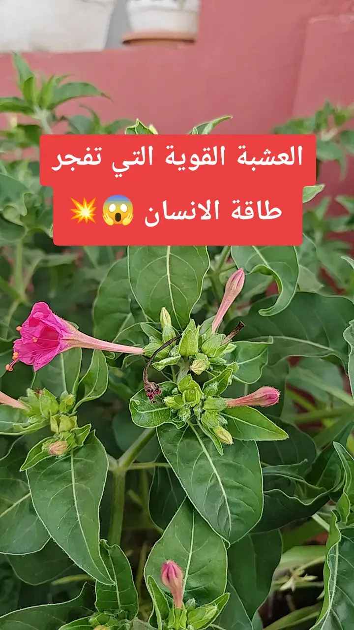 العشبة القوية التي تفجر  طاقة الانسان 😱💥 #طبيب_تيك_توك #طاقة_حيوية #صحة_تغذية #اعشاب_طبيعيه_فوائد #علاج_بالاعشاب 