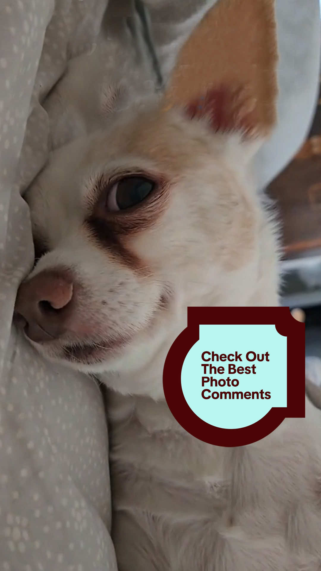 pls never stop posting your cute pets 🐶🐱 #PhotoComments @Mark Cadrette 